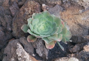 Cactus Garden - Lanzarote