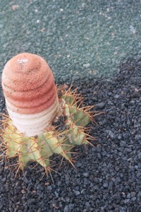 Cactus Garden - Lanzarote