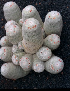 Cactus Garden - Lanzarote