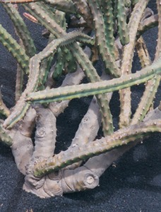 Cactus Garden - Lanzarote