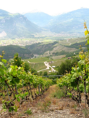 Vineyard St Romain, Switzerland