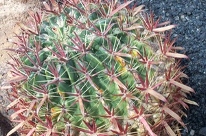 Cactus Garden - Lanzarote