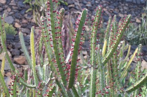 Cactus Garden - Lanzarote