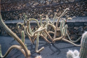 Cactus Garden - Lanzarote