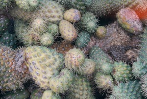 Cactus Garden - Lanzarote