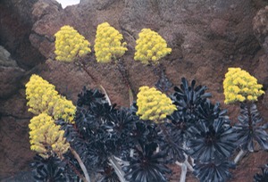 Cactus Garden - Lanzarote