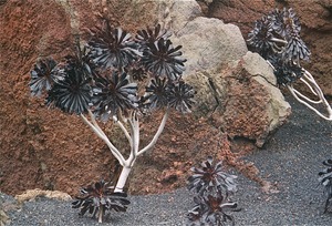 Cactus Garden - Lanzarote