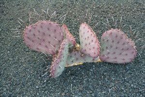 Cactus Garden - Lanzarote