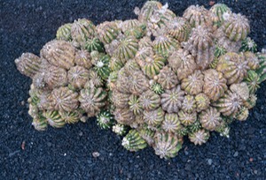Cactus Garden - Lanzarote
