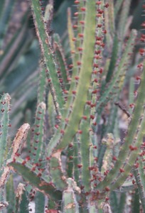 Cactus Garden - Lanzarote