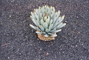 Cactus Garden - Lanzarote