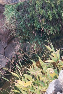 Cactus Garden - Lanzarote