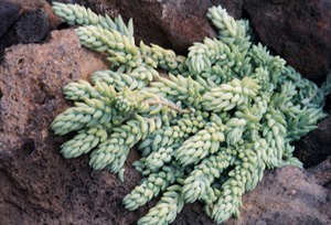 Cactus Garden - Lanzarote
